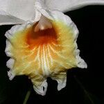 Sobralia chrysostoma Květ