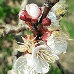 Prunus armeniaca 花