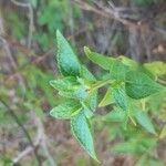 Salvia microphylla Ліст