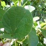 Cordia myxa Leaf