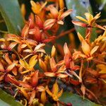 Saraca indica Flor