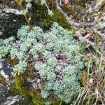 Saxifraga caesia Blatt