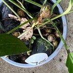 Anthurium scandens Hoja