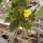 Stylosanthes guianensis Flower