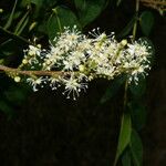 Copaifera aromatica Λουλούδι