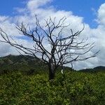 Acacia spirorbis Natur