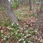 Claytonia virginica Хабит