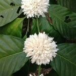 Coffea canephora Çiçek