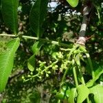 Zanthoxylum chalybeum Лист