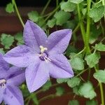 Campanula fragilis Blomma