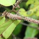 Acalypha integrifolia