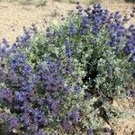 Salvia dorrii Habit