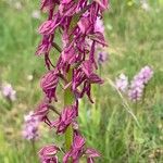 Orchis × spuria ফুল