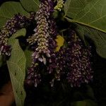 Lonchocarpus phaseolifolius Flower