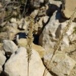 Enneapogon desvauxii Floro