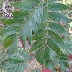 Calliandra haematocephala Blad