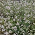 Crambe cordifolia Облик