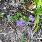 Viola adunca फूल