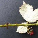 Rubus bracteatus 葉