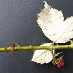 Rubus bracteatus Feuille