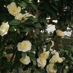 Camellia sasanquaFleur