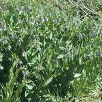 Mertensia ciliata Habitus