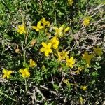 Jasminum fruticans Fleur