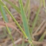 Dichanthium annulatum Blatt