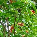 Archidendron hendersonii Ліст
