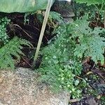 Asplenium daucifolium Хабит