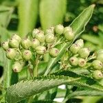 Sambucus ebulus Fruit