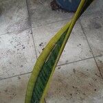 Sansevieria trifasciata পাতা