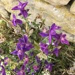 Salvia viridis Kwiat