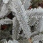 Abies procera Лист