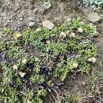 Baccharis alpina Leaf