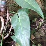 Philodendron sagittifolium List