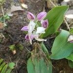 Galearis spectabilis Blüte
