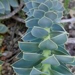 Euphorbia myrsinites Leaf