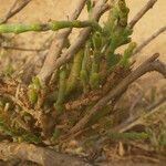 Allenrolfea occidentalis Bark