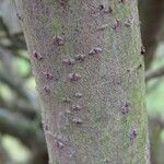 Salix gracilistyla Bark