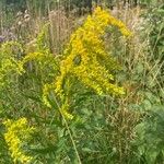 Solidago canadensisBlüte