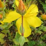Hypericum olympicum Fleur