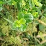 Baccharis pilularis Leaf