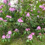 Rhododendron catawbiense ശീലം