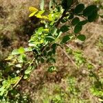 Phyllanthus reticulatus Fruit