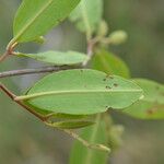 Laguncularia racemosa Folla