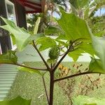 Datura stramoniumLeaf