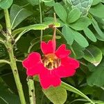 Tropaeolum pentaphyllum Flor