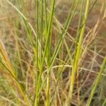 Stipagrostis acutiflora Hoja