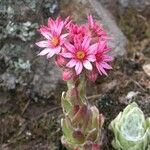 Sempervivum arachnoideumFlower